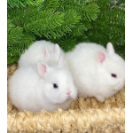 Отзывы о Питомник Царский Кролик